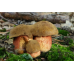 Мицелий Дубовика крапчатого (Boletus erythropus)